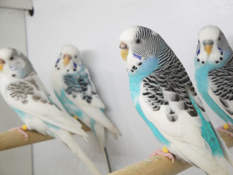 インコ飼育 インコを飼う前に揃えておくと便利なグッズ９点 グッズ選びのポイント ジョリパラ Jolly Paradise