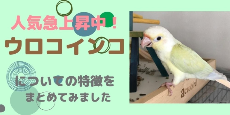 完全版 活発で賢いウロコインコの特徴と飼い方を教えます ジョリパラ Jolly Paradise