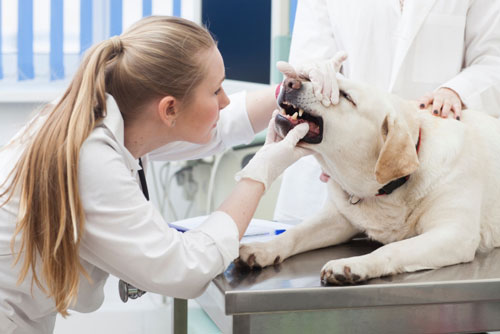 犬の口臭は病気のサインかも！犬の口臭の原因と対策予防