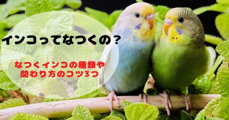 インコってなつくの なつくインコの種類や関わり方のコツ3つ ジョリパラ Jolly Paradise