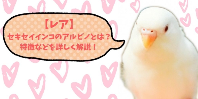 レア セキセイインコのアルビノとは 特徴などを詳しく解説 ジョリパラ Jolly Paradise