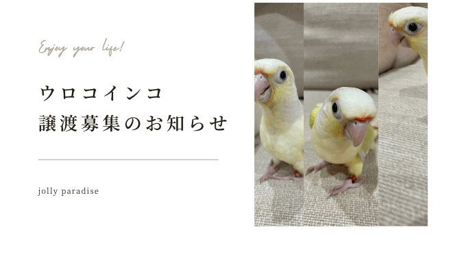 ウロコインコ